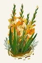 Gladiolus. Vector floral isolated illustration
