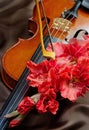 Gladiolus and violin. violin and flowers on a silk background. Royalty Free Stock Photo