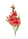 Gladiolus Watercolor Illustration. Gladiolus flower isolated on white. August Birth Month Flower. Royalty Free Stock Photo