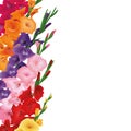 Gladioluses card. Copyspace, place for text. sword lily flowers. Vector card illustration. yellow, red, pink, purple