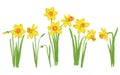 Sketch illustrations flower narcissus, set of isolated elements.