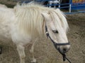 Gladstone Fair, ponies part of the fun activities for children through Easter, Queensland Australia