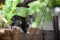 Gladys the Cat Royalty Free Stock Photo