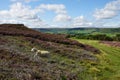 Glaisdale Moor, Glaisdale, North York Moors, North Yorkshire, England Royalty Free Stock Photo