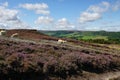 Glaisdale Moor, Glaisdale, North York Moors, North Yorkshire, England Royalty Free Stock Photo