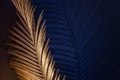 Glamor Golden tropical leaves and shadow on dark blue background, art deco style, selective focus