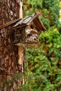 Glamorous birdhouse Royalty Free Stock Photo