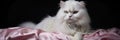 Glamorous Cat Looking Like A Diva In A Fur Stole And Pearls , Cats As Fashion Icons, Fur Stoles As A