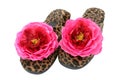 Glamorous Slippers 1 Royalty Free Stock Photo