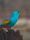 Glamorous Vibrant Australian Golden-Shouldered Parrot.