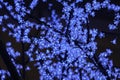 Glamour branches of blue light Royalty Free Stock Photo