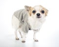 Glamour Chihuahua dog wearing fashion dress