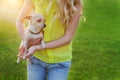 Glamour girl or woman holding cute chihuahua puppy dog on green lawn on the sunset Royalty Free Stock Photo