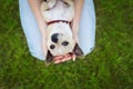 Glamour girl or woman holding cute funny chihuahua puppy dog on green lawn on the sunset