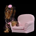 Glamour Yorkie Dog Among Pink Items