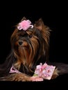 Glamour Yorkie Dog With Pink Items