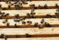 Glance into a beehive and the honey frames. Bees in a beehive. Apis mellifera.