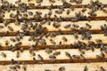 Glance into a beehive and the honey frames. Bees in a beehive. Apis mellifera.