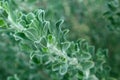 Crinkled Leaves in Arizona Bushes