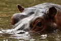 Glance of hippopotamus