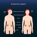 Glands of the human endocrine system