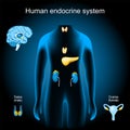Glands of a human endocrine system Royalty Free Stock Photo