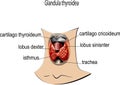 Glandula thyroidea