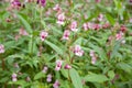 Impatiens glandulifera