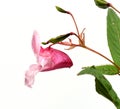 glandular balsam Impatiens glandulifera Royalty Free Stock Photo