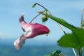 glandular balsam Impatiens glandulifera