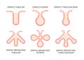 Glandular epithelium. Epithelial tissue types.