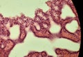 Glandular epithelium, microscopic photo of permanent preparation