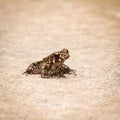 Glandular Frog Royalty Free Stock Photo