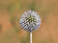 Glandular globe-thistle, Echinops sphaerocephalus Royalty Free Stock Photo