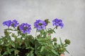 Violet inflorescence of Glandularia x hybrida plant