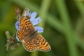 Glanville Fritillary butterfly (Melitaea cinxia) Royalty Free Stock Photo