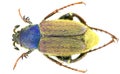 Glaphyrus varians - Coleoptera/Glaphyridae Royalty Free Stock Photo