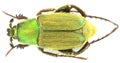 Glaphyrus varians - Coleoptera/Glaphyridae