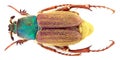 Glaphyrus varians - Coleoptera/Glaphyridae Royalty Free Stock Photo