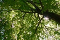 Glare through leaves