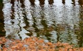 Glare and reflection from the trunks of tree trunks of swamp cypress in the river water. Texas, Garner State Park, USA Royalty Free Stock Photo