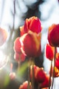 There are a lot of red tulips with yellow edges on which the sun\'s rays fall beautifully. Tulips close-up from a lower angl Royalty Free Stock Photo