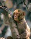 glaring monkey on the branch in manda zoo Royalty Free Stock Photo