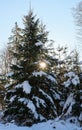Sunstar in snowy spruce tree, romantic scene