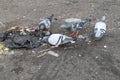 Small group of pigeons scavenging in waste rubbish on a street