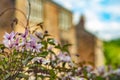 Clematis Grows In Gardens in Front of  Sandstone Glasgow  Tenement Flats Royalty Free Stock Photo