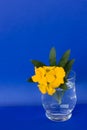 Glass With Aegean Wallflower (Erysimum cheiri)