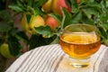 Glass of apple cider from Normandy, France and green apple tree with ripe red fruits on background