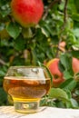 Glass of apple cider from Normandy, France and green apple tree with ripe red fruits on background