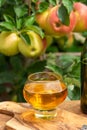 Glass of apple cider from Normandy, France and green apple tree with ripe red fruits on background